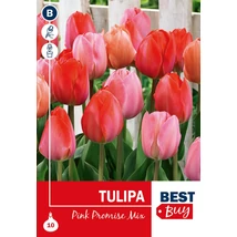 Vh 16115 Tulipa Darwin H. Pink Promise Mix 5db/cs 10/11