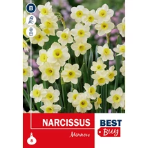 Vh 16116 Narcissus bot Minnow 8db/cs 10/12