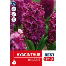 Vh16092 Hyacinth Woodstock 3db/cs