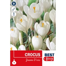 Vh 16093 Crocus Jeanne D'Arc 8db/cs 7/8
