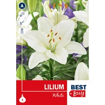 Vh16108 Liliom White 1db/cs