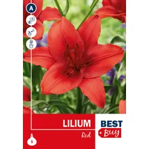 Vh 16109 Lilium Red 1db/cs 14/16