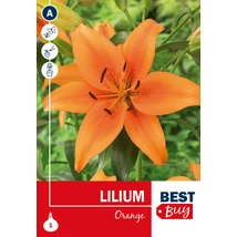 Vh 16110 Lilium Orange 1db/cs 14/16