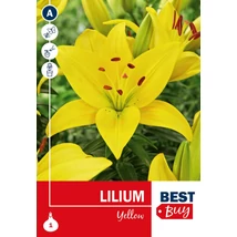 Vh 16111 Lilium Yellow 1db/cs 14/16