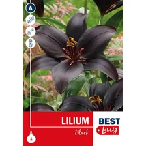 Vh 16112 Lilium Black  1db/cs 14/16