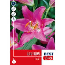 Vh 16113 Lilium Pink 1db/cs 14/16