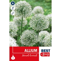 Vh16094 Allium Mount Everest 5db/cs