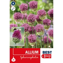 Vh 16095  Allium Sphaerocephalon 30db/cs 4/+