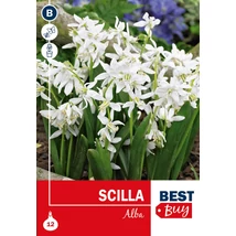 Vh 16097  Scilla Siberica Alba 12db/cs 6/7