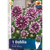 Vh08807 Dahlia Park Verdi Glory 1db/cs