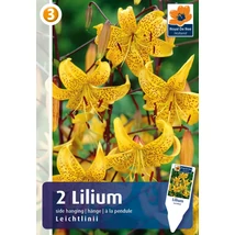 Vh08817 Liliom Tiger Side-Hanging Leichtlinii 2db/cs