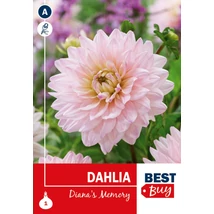 Vh08115 Dahlia Decorative Diana's Memory 1db/cs