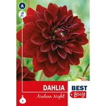 Vh08005 Dahlia Decorative Arabian Night 1db/cs