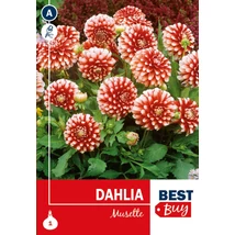 Vh08047 Dahlia Decorative Musette 1db/cs
