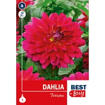 Vh08025 Dahlia Decorative Terrone 1db/cs