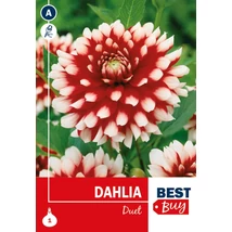 Vh08006 Dahlia Decorative Duet 1db/cs