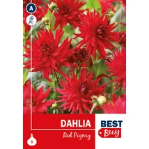 Vh08001 Dalia Cactus Red Pigmy 1db/cs