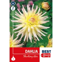 Vh08091 Dahlia Cactus Shooting Star 1db/cs