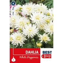 Vh08094 Dahlia Cactus White Happiness 1db/cs