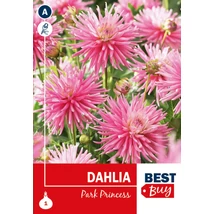 Vh08002 Dahlia Cactus Park Princess 1db/cs