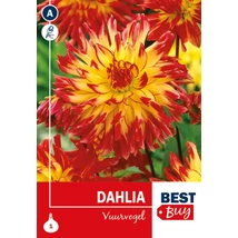 Vh08093 Dahlia Cactus Vuurvogel 1db/cs