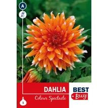 Vh08127 Dahlia Cactus Color Spectacle 1db/cs