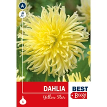 Vh08117 Dahlia Cactus Yellow Star 1db/cs