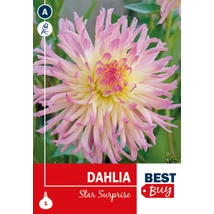 Vh08043 Dalia Cactus Star Surprise 1db/cs