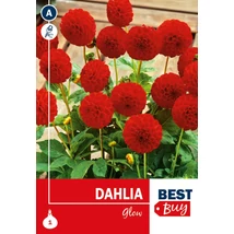 Vh08011 Dahlia Pompon Glow 1db/cs