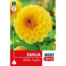Vh08009 Dahlia Pompon Golden Sceptre 1db/cs
