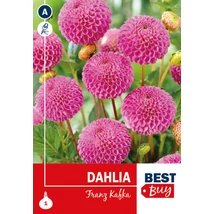 Vh08097 Dahlia Pompon Franz Kafka 1db/cs