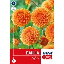 Vh08088 Dahlia Ball Sylvia 1db/cs