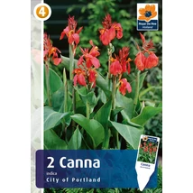 Vh08391 Canna indica City of Portland 2db/cs
