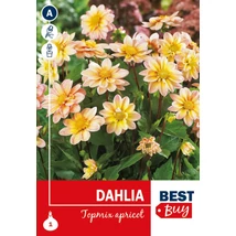 Vh08041 Dahlia Topmix Apricot 1db/cs