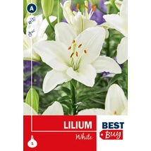 Vh08113 Liliom White 1db/cs