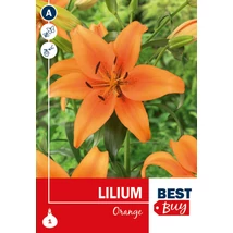Vh08111 Liliom Orange 1db/cs