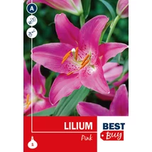 Vh08112 Liliom Pink 1db/cs