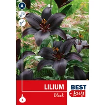 Vh08114 Liliom Black 1db/cs
