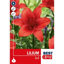 Vh08109 Liliom Red 1db/cs