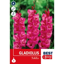 Vh08130 Gladiolus Fidelio 8db/cs
