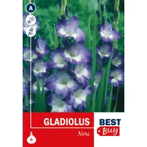 Vh08080 Gladiolus Nori 6db/cs