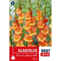 Vh08131 Gladiolus Princess Margareth Rose 8db/cs