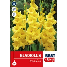Vh08019 Gladiolus Nova Lux 10db/cs