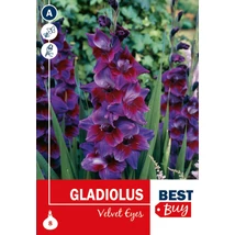 Vh08079 Gladiolus Velvet Eyes 8db/cs