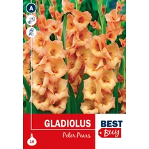 Vh08020 Gladiolus Peter Pears 10db/cs