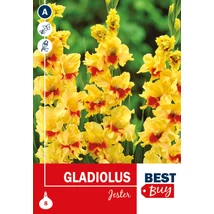 Vh08076 Gladiolus Jester 8db/cs
