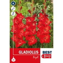 Vh08129 Gladiolus Bizet 8db/cs