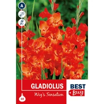 Vh08073 Gladiolus Wig's Sensation 10db/cs