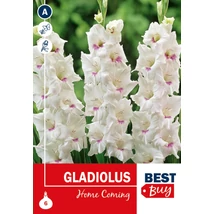 Vh08082 Gladiolus Home Coming 6db/cs