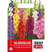 Vh08023 Gladiolus Largeflowering Mix 10db/cs